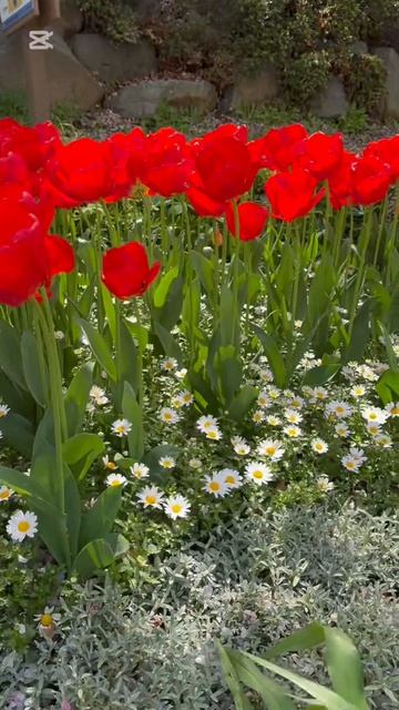 Сегодня тюльпаны. 10 апреля 2026 года.