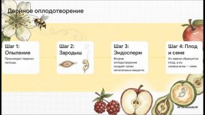 Биология 7 класс параграф 9 ОТДЕЛ ПОКРЫТОСЕМЕННЫЕ ИЛИ ЦВЕТКОВЫЕ РАСТЕНИЯ