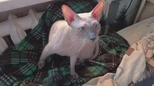 покупки Лента, болталка обо всём и не о чём))