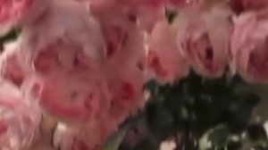 ГДЕ СЧАСТИЯ ПРИЮТ