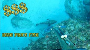 Подводная охота / Я заработал много денег. / Я поймал огромный улов ценных видов рыбы!