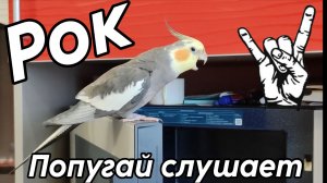 Попугай слушает Рок 🎸  #корелла