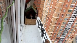 Капризная самочка