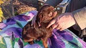 Цукатик #цена 30 тр #купить_щенка_чихуахуа_продаю +79215950848