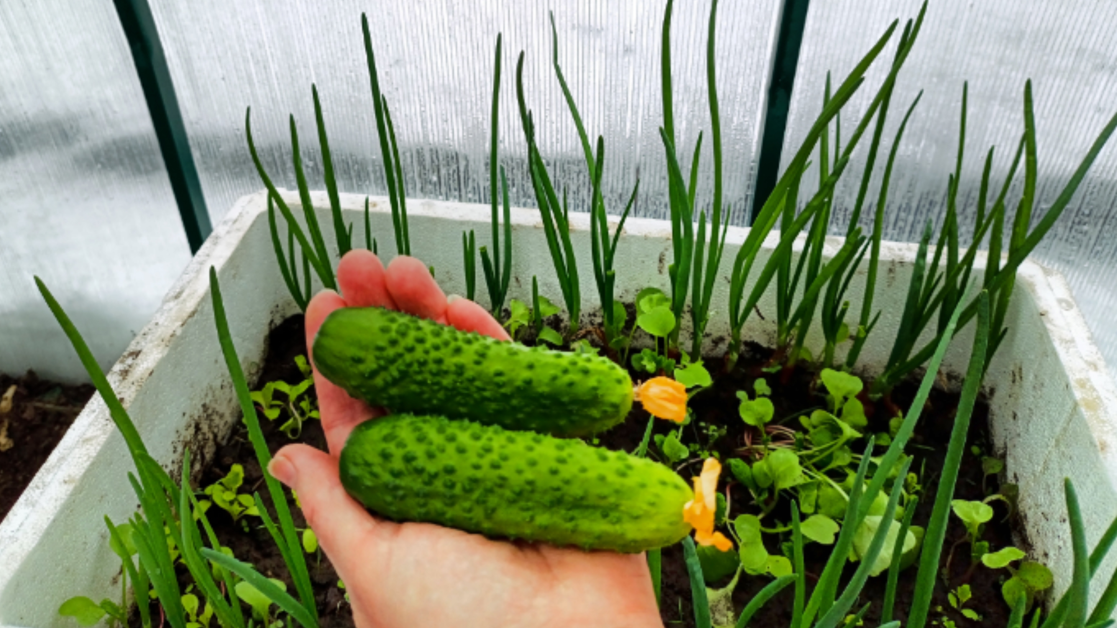 Вот и первый урожай 2026 !!!