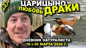 Драки за любовь. Москва, Царицыно. 18 и 20 марта 2026 г.