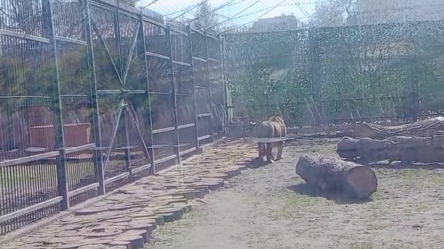 GTQD8189_Видео от Ивана 10.04.2026