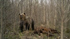 Завезли приваду на медведя-построили лабаз