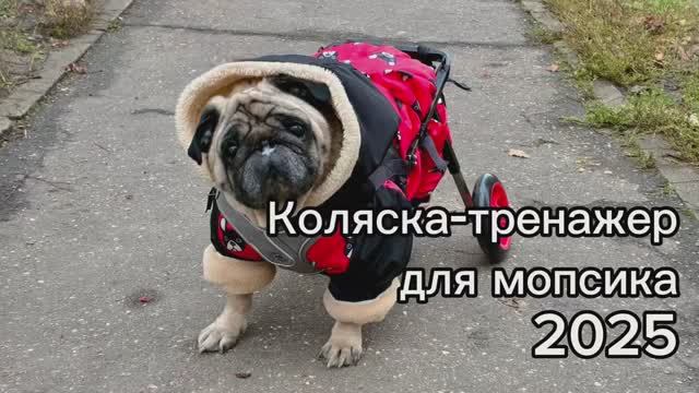 Коляска-тренажер для мопсика