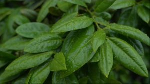 День Трансформации и кармического очищения 13 апреля.