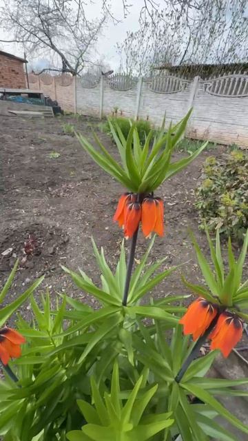 ДНР. Харцызск. Цветы у дома. 10.04.2026. Эпизод 1