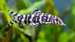 Знакомьтесь: боция! Ваш новый подводный друг