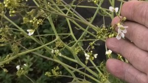 Выращивание декоративного растения катрана сердцелистного из семян