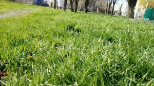 Первые цветы весны 2026