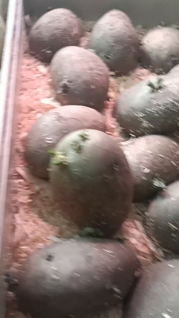 Фитофтора картофеля. КлоноМикс не сработал?