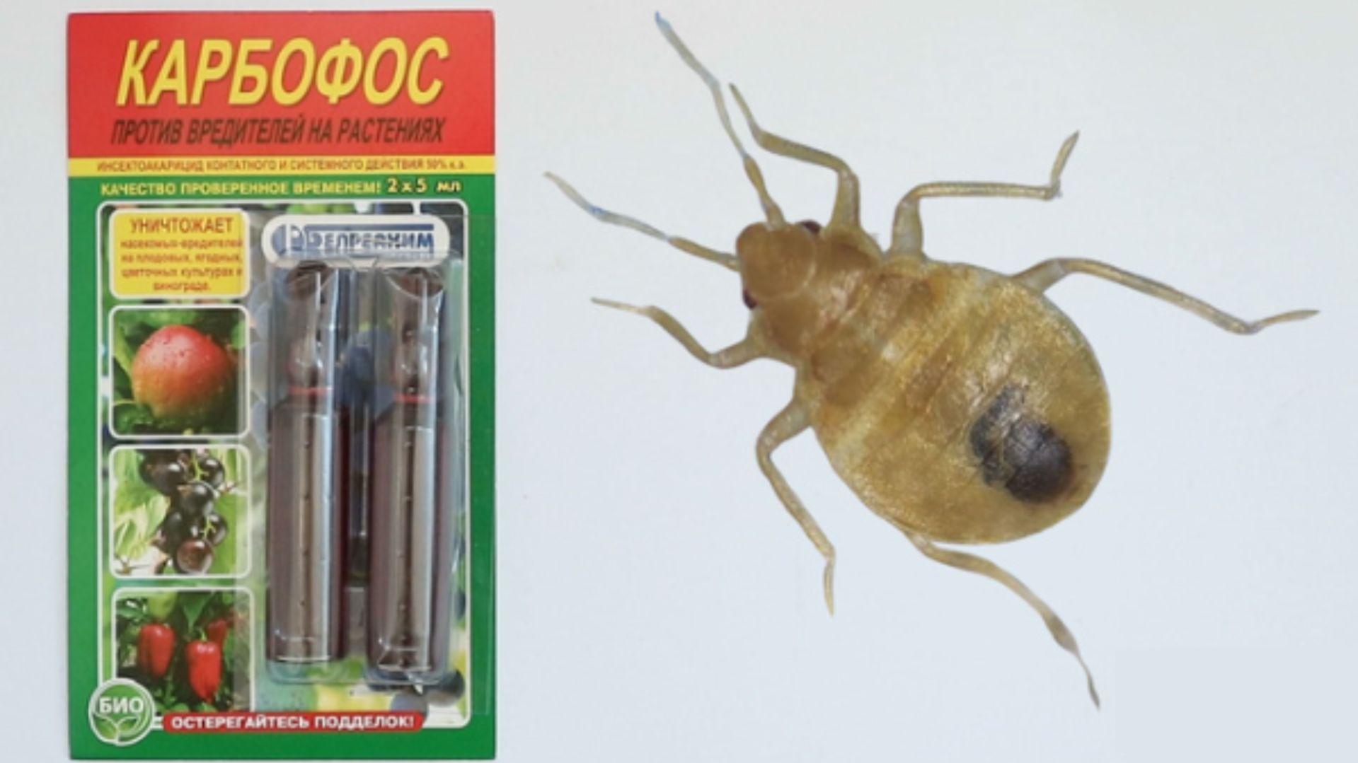 Как работает Карбофос от клопов и как их травить этим средством?