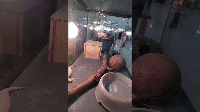 Две выставки