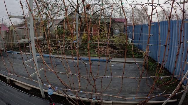 Обрезка и формировка кустов винограда 2025 г.