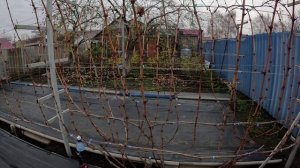 Обрезка и формировка кустов винограда 2025 г.