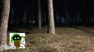 страшный лес в МСМ!