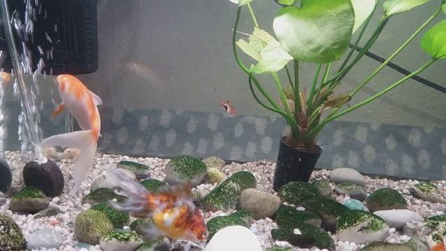 C62b4b49-7847-4e14-9ad2-a801e8c5dced-1_all_506.mp4