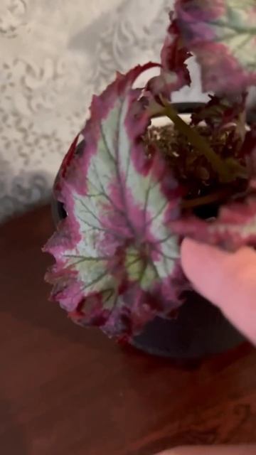 Бегония Raspberry Torte