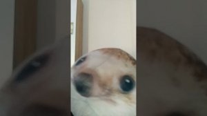 СМЕШНОЕ ВИДЪЁ