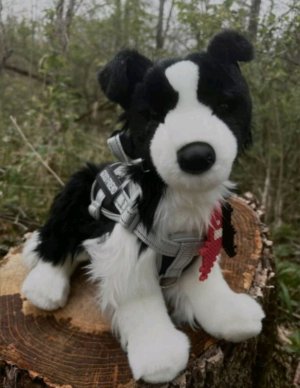 трансляция ( что за погода??!?! )