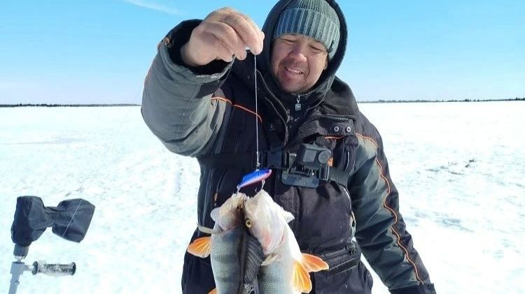 Окунёвое эльдорадо, два окуня на один виб.