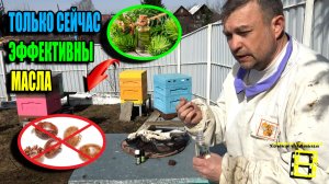 ПОЯВИЛАСЬ ПЕРВАЯ ПЫЛЬЦА – ВРЕМЯ ЭФИРНЫХ МАСЕЛ ПРОТИВ КЛЕЩА ВАРРОА. ПЧЕЛОВОДСТВО 26-09