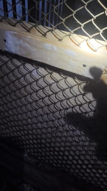 Спасибо, но это еще не все что нужно собакам!