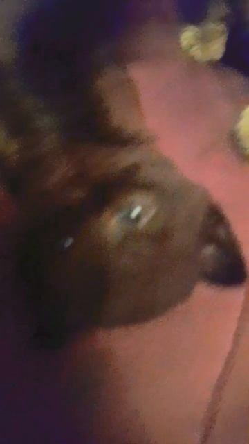 ПОКАЗЫВАЮ КОТЯТ