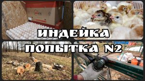 Интенсивно инкубируем, вывод индюков, ремонт теплицы, расчищаем рощу