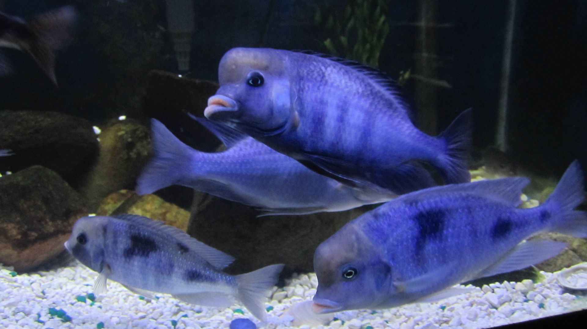 Голубой дельфин: загадка озера Малави в вашем аквариуме