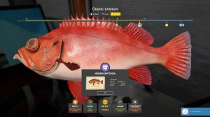 МЕДНОЕ РАДУЕТ ЦВЕТНЯКОМ И ФАРМОМ РЕДКИЕ ТРОФЫ НА АХТУБЕ И МОРЕ ОБЗОР ЛОКАЦИЙ РУССКАЯ РЫБАЛКА 4 РР4