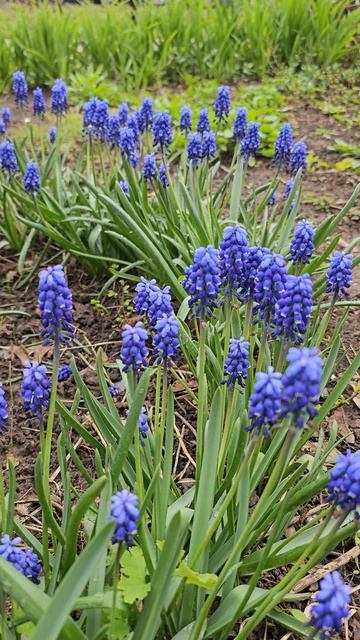 Мускари цветёт