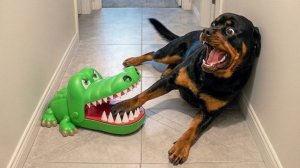 Эти животные, заставят вас улыбнуться. Самая милая и веселая подборка с животными