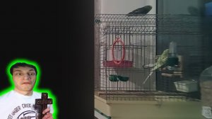 Попугай познал всю суть этой Бренной Жизни... - Реакция на TipRofls (нарезки с Типычем)