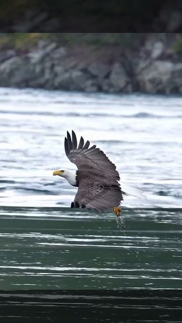 Взгляните на эту безупречную рыбалку орла