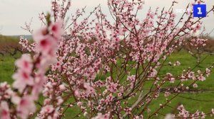 «Розовые облака»- в Крыму зацвели персиковые деревья