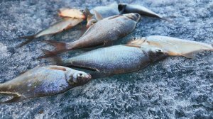В поисках подлещика. Рыбалка на Иркутском водохранилище. Мормышка и коромысло.