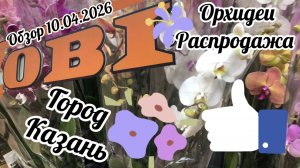 Распродажа орхидей. Обзор растений в магазине Оби Казань!