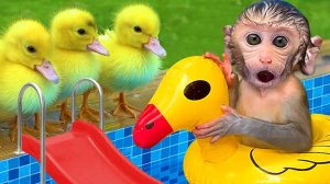 🐤Утята 🐕собачка и 🐒обезьянка вместе играют на лужайке и в бассейне🌊