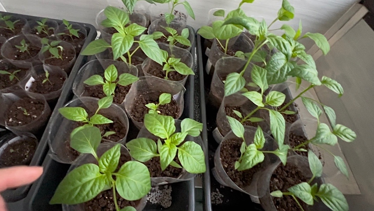 10 апреля. СВОДКИ С ПОДОКОННИКА. МОЯ РАССАДА 🌱