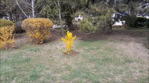 Весеннее настроение . Апрель в Севастополе.