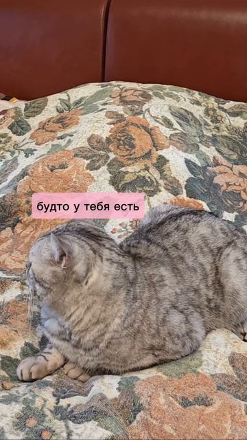 Что общего у кота и врача.mp4