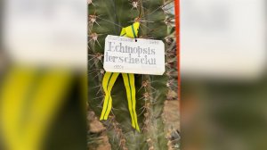 "Грозился выломать потолок": в ботсаду срезали переживший блокаду Ленинграда кактус