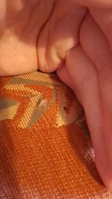 11-04-2026 жучок