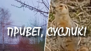 Утро в дикой природе. #весна