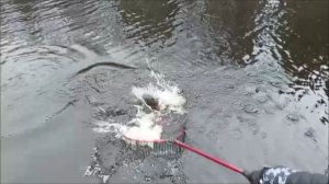 Поимки форели на спорт-зоне. Клёвое место, Лосиный остров.